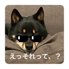 Hachi_20230519200255