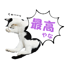 Bicolor cat "Hachi" part4