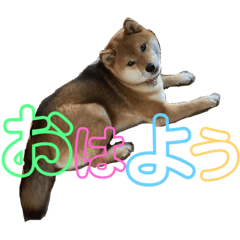 Shibainu Fuku Chan