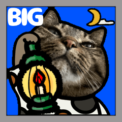キジトラ猫BIG11(敬語)