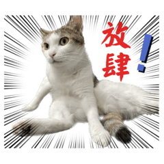喵星人也是家人2