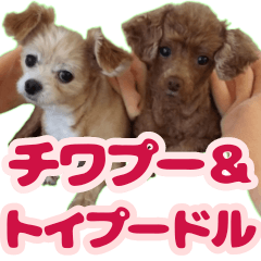 Chiwap&Toypoodle's cute daily family