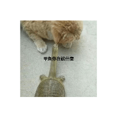 甲魚貼圖