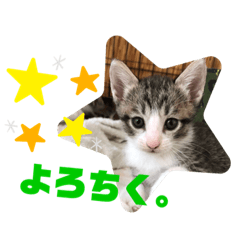 保護猫カフェらっくら家③