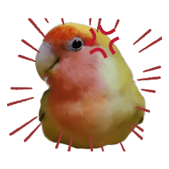 lovebird 01