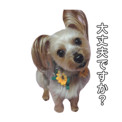 Moco the yorkshire terrier