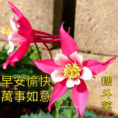 賞花早安圖9