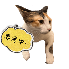 荳寶寶 3