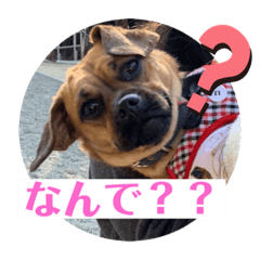 sakura_20230522013427