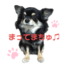 Chihuahua Uni-chan