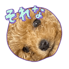 sakura_20230522113025