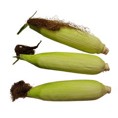 Food Series : Some Corn #10