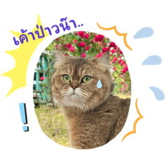 Cute cat_20230522160039