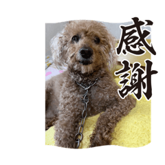 キャラメルくんの日常