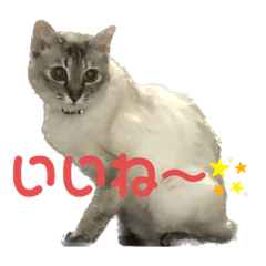 shiho_20230522205642