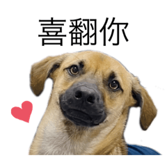 Taiwan dog Vol.2 : Daily life