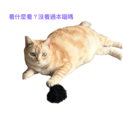 couch potato_20230522163115