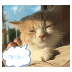 hikari_20230522190115