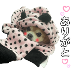 ぼくが一番可愛い