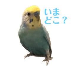 I'm HAPPY!,parakeet.