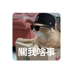 辛巴小胖子日常