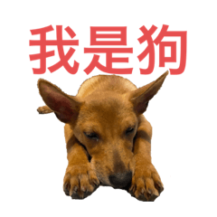 台灣犬-辛巴