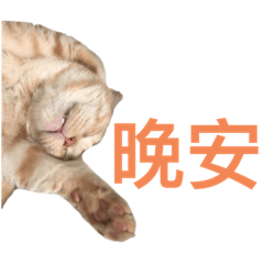 沙發馬鈴薯的養貓日記2