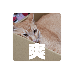 辛巴小胖子日常2