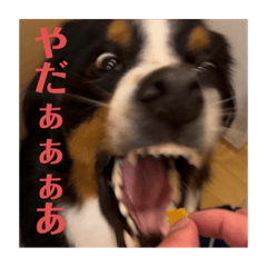 Sakura_20230523222820