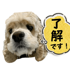 COCOFUKU_20230525091424