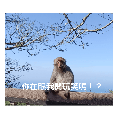 動物梗♪⁠