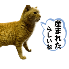 happy birthday neko
