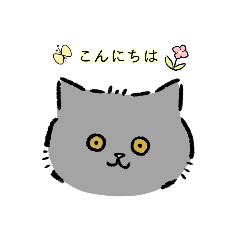 Britishshorthair.UNIMARU
