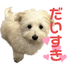 misa_20230524194843