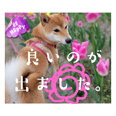 SAKURA_20230525113753