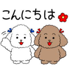 fluffy and cute toy poodles/1