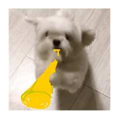 都是同一隻狗2