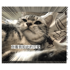 PAO PAO貼圖