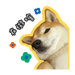 巨型黃色柴犬狗狗-Koji ㊀
