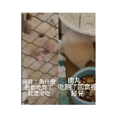 阿胖與肉丸的日常