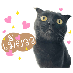 Thomas is the cat