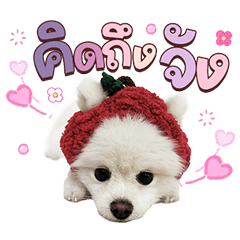 Yuki : the happy dog