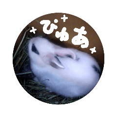 sakura_20230526202649