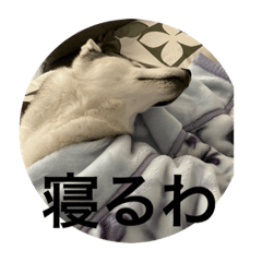 kichiko_20230526203607