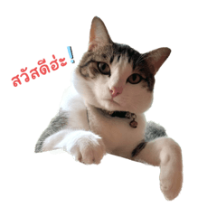 Faifu_20230527003906