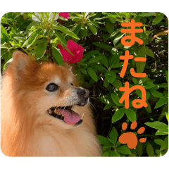 可愛い犬　日常