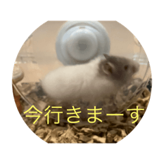 Hikaru_20230526233442