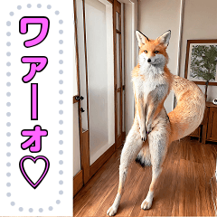 sexy fox