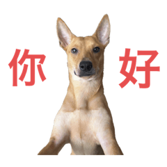 台灣犬-辛巴2