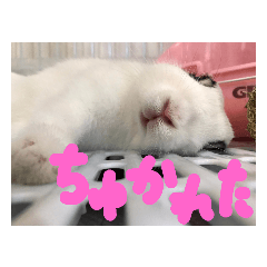 sakura_20230527150206